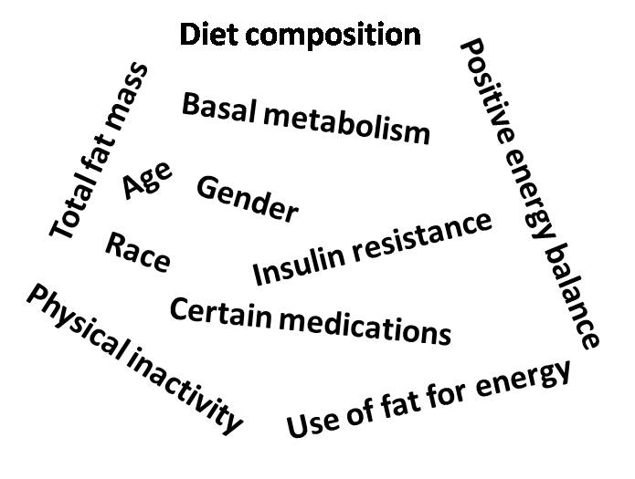 What promotes excess body fat