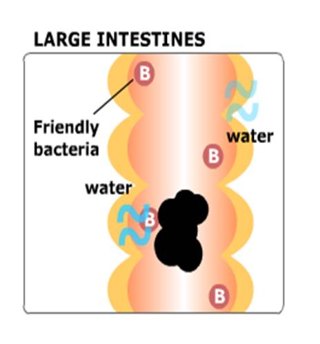 Digestion process