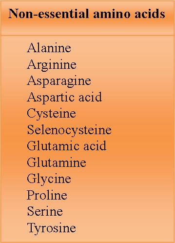 Amino acids - non essential