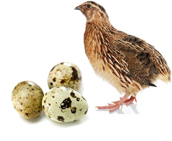 Quail eggs