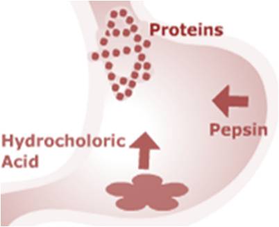 Digestion process